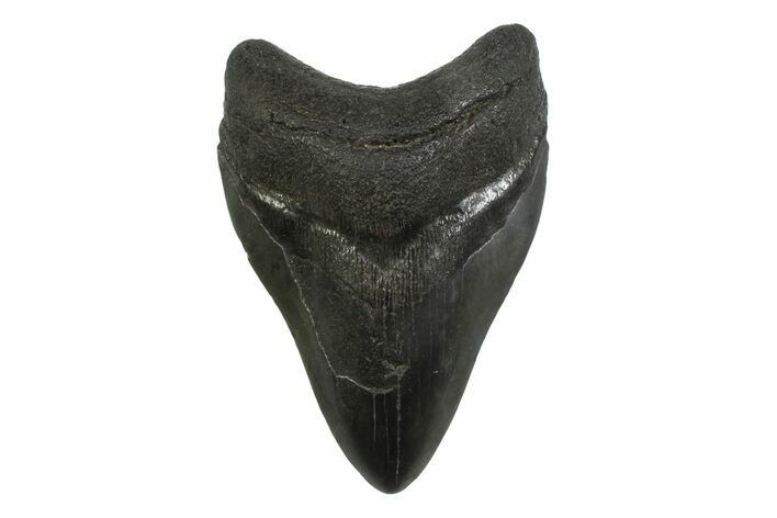 Fossil Megalodon Tooth - South Carolina #356834